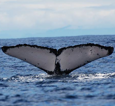 Whale081718.jpg