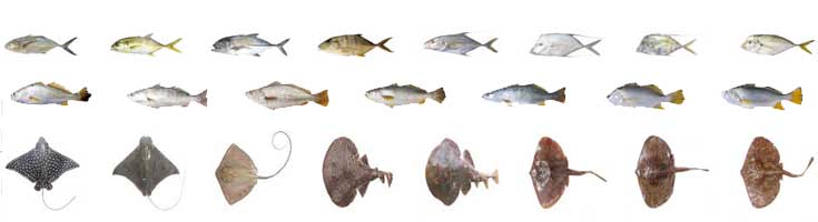 Nicoya fish