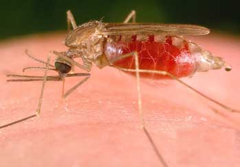 mosquito freeborni