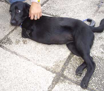 dog missing front legs