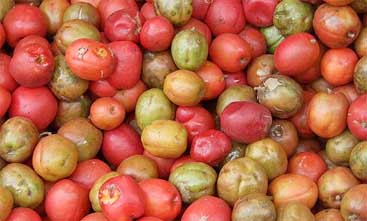 jocotes