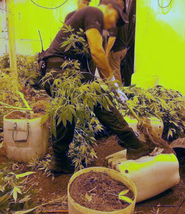 Marijuana