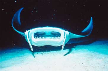 manta ray