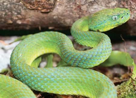 new
              viper