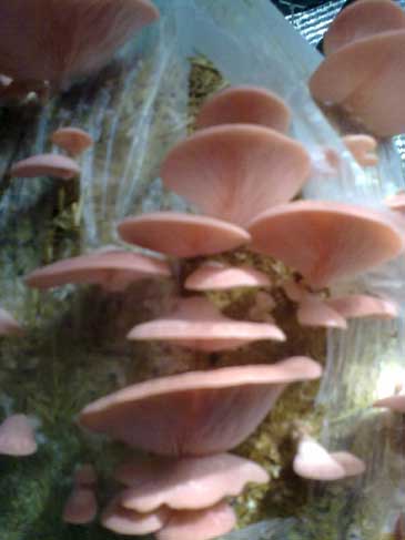 oyster mushrooms