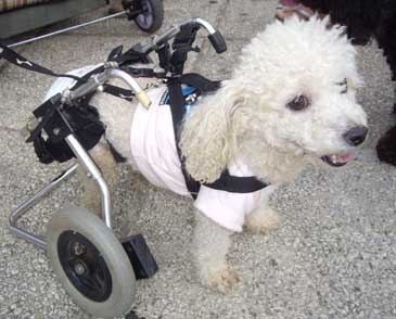 dog mssing rear legs