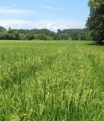 Rice field
