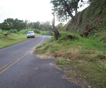 tree in road