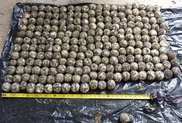 turtle eggs