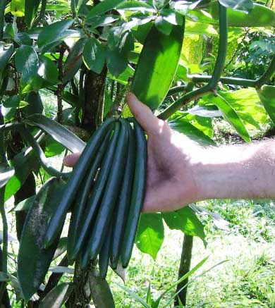 vanilla pods