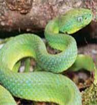 pit viper
