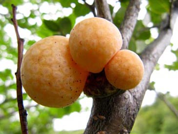 Yeast galls