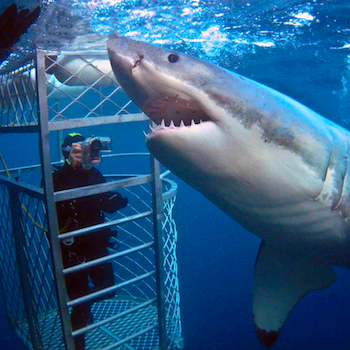 Shark022119.png